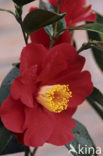 Camellia (Camellia hybride)