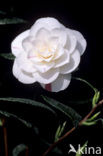 Camellia hybride