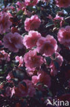 Camellia (Camellia hybride)