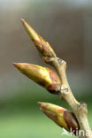 Canadian poplar (Populus canadensis)