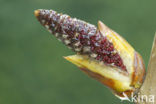 Canadian poplar (Populus canadensis)