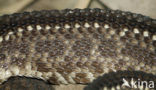 South American neotropical rattlesnake (Crotalus durissus terrificus)