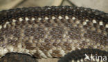 Cascaval (Crotalus durissus terrificus)