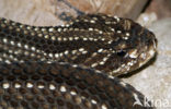 Cascaval (Crotalus durissus terrificus)