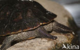 Chinese streepnekschildpad (Ocadia sinensis) 