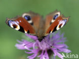 Peacock (Inachis io)