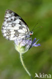 Dambordje (Melanargia galathea)