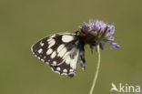 Dambordje (Melanargia galathea)