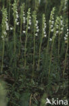 Dennenorchis (Goodyera repens) 