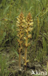 Distelbremraap (Orobanche reticulata) 