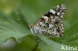 Distelvlinder (Vanessa cardui)