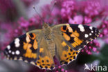 Distelvlinder (Vanessa cardui)