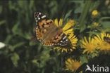 Distelvlinder (Vanessa cardui)