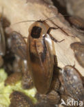 Doodshoofd kakkerlak (Blaberus giganteus)