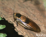 Giant Cockroach (Blaberus giganteus)