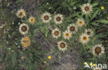 Carline Thistle (Carlina vulgaris)