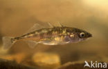 Threespine Stickleback (Gasterosteus aculeatus)