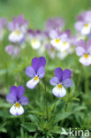 Wild Pansy (Viola tricolor)