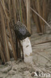 Sand stinkhorn (Phallus hadriani)