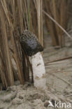 Duinstinkzwam (Phallus hadriani) 