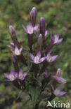 Duitse Gentiaan (Gentiana germanica)