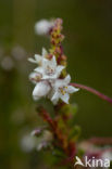 Common Dodder (Cuscuta epithymum)