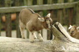 dwarf Goat (Capra domesticus)