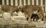 dwarf Goat (Capra domesticus)