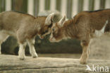 dwarf Goat (Capra domesticus)