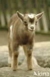 dwarf Goat (Capra domesticus)