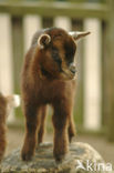 dwarf Goat (Capra domesticus)