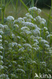 Echte valeriaan (Valeriana officinalis)