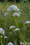 Echte valeriaan (Valeriana officinalis)