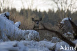 Red Deer (Cervus elaphus)