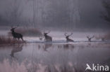 Red Deer (Cervus elaphus)