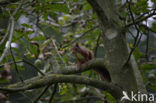 Red Squirrel (Sciurus vulgaris)