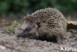 Hedgehog (Erinaceus europaeus)