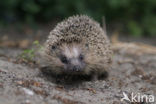 Hedgehog (Erinaceus europaeus)