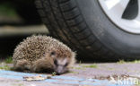 Hedgehog (Erinaceus europaeus)