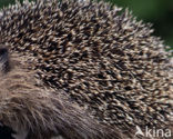 Hedgehog (Erinaceus europaeus)