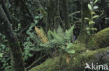 Polypody (Polypodium spec.)