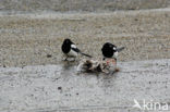 Black-billed Magpie (Pica pica)