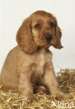 Engelse cocker spaniel (Canis domesticus)