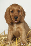 Engelse cocker spaniel (Canis domesticus)