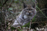 Eurasian Lynx (Lynx lynx)