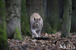 Eurasian Lynx (Lynx lynx)