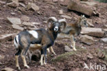 Europese Mouflon (Ovis orientalis) 