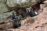 Europese Mouflon (Ovis orientalis) 