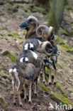 Europese Mouflon (Ovis orientalis) 
