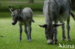 Donkey (Equus asinus)